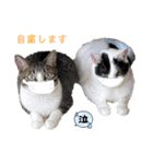 ほご猫たちをスタンプにしました！（個別スタンプ：12）
