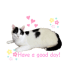 ほご猫たちをスタンプにしました！（個別スタンプ：13）