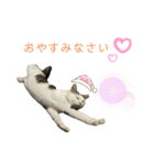 ほご猫たちをスタンプにしました！（個別スタンプ：15）