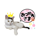 ほご猫たちをスタンプにしました！（個別スタンプ：16）