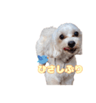 めいぽんまる2(ラッキーちゃんもいるよ)（個別スタンプ：15）
