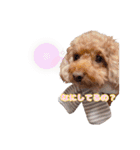 めいぽんまる2(ラッキーちゃんもいるよ)（個別スタンプ：22）