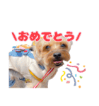 めいぽんまる2(ラッキーちゃんもいるよ)（個別スタンプ：27）