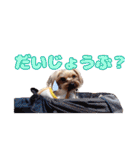 めいぽんまる2(ラッキーちゃんもいるよ)（個別スタンプ：31）