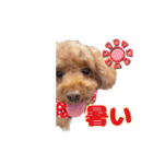 めいぽんまる2(ラッキーちゃんもいるよ)（個別スタンプ：33）