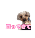 めいぽんまる2(ラッキーちゃんもいるよ)（個別スタンプ：38）