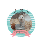 ハムスターのちくわ（個別スタンプ：1）