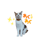 豆とあずき＋さくらのつぶやき（個別スタンプ：2）