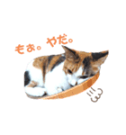 豆とあずき＋さくらのつぶやき（個別スタンプ：11）