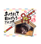 愛犬のももきっち（個別スタンプ：26）