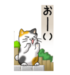 猫かわいい！その1（日常用）（個別スタンプ：3）