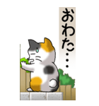 猫かわいい！その1（日常用）（個別スタンプ：24）