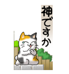 猫かわいい！その1（日常用）（個別スタンプ：36）