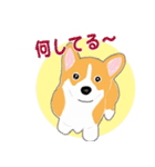 コーギー・ペンブロークの子犬スタンプ（個別スタンプ：26）