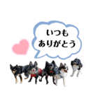 ちゃまとちびーず（個別スタンプ：1）