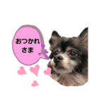ちゃまとちびーず（個別スタンプ：4）