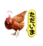リアルピヨズ（個別スタンプ：10）