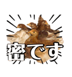リアルピヨズ（個別スタンプ：14）