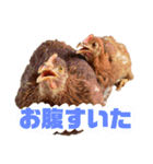 リアルピヨズ（個別スタンプ：22）