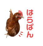 リアルピヨズ（個別スタンプ：23）