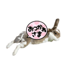 みみちゃんがスタンプになりました。（個別スタンプ：3）