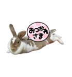 みみちゃんがスタンプになりました。（個別スタンプ：5）