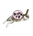 みみちゃんスタンプデビュー（個別スタンプ：7）