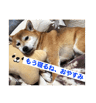 世田谷柴犬 ルル（個別スタンプ：1）