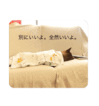 世田谷柴犬 ルル（個別スタンプ：3）