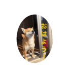 世田谷柴犬 ルル（個別スタンプ：5）