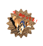 世田谷柴犬 ルル（個別スタンプ：6）