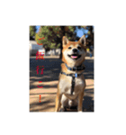 世田谷柴犬 ルル（個別スタンプ：7）