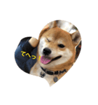 世田谷柴犬 ルル（個別スタンプ：8）
