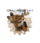 世田谷柴犬 ルル（個別スタンプ：9）