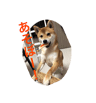 世田谷柴犬 ルル（個別スタンプ：10）