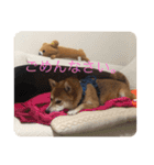 世田谷柴犬 ルル（個別スタンプ：11）