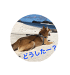 世田谷柴犬 ルル（個別スタンプ：12）