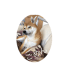 世田谷柴犬 ルル（個別スタンプ：13）