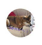 世田谷柴犬 ルル（個別スタンプ：15）