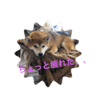 世田谷柴犬 ルル（個別スタンプ：16）