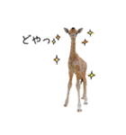 姫セン公式スタンプ 第2弾（個別スタンプ：1）