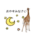 姫セン公式スタンプ 第2弾（個別スタンプ：13）