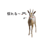 姫セン公式スタンプ 第2弾（個別スタンプ：17）