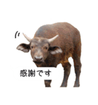 姫セン公式スタンプ 第2弾（個別スタンプ：20）