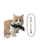 猫。ルキまる（個別スタンプ：1）