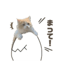 猫。ルキまる（個別スタンプ：2）