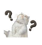 猫。ルキまる（個別スタンプ：4）
