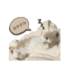猫。ルキまる（個別スタンプ：6）