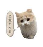 猫。ルキまる（個別スタンプ：7）