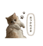 猫。ルキまる（個別スタンプ：10）
